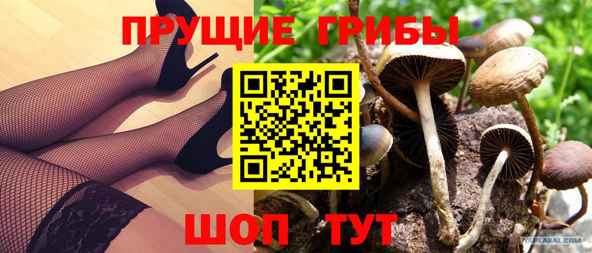 Галлюциногенные грибы Cubensis Дальнереченск